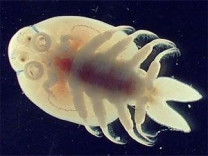 Fish Lice (Argulus)