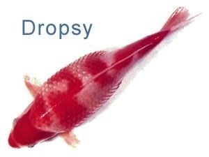 Dropsey
